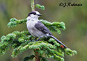 Perisoreus canadensis